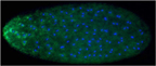 Insect egg with symbiotic bacteria