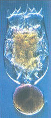 Rotifer Brachionus plicatilis